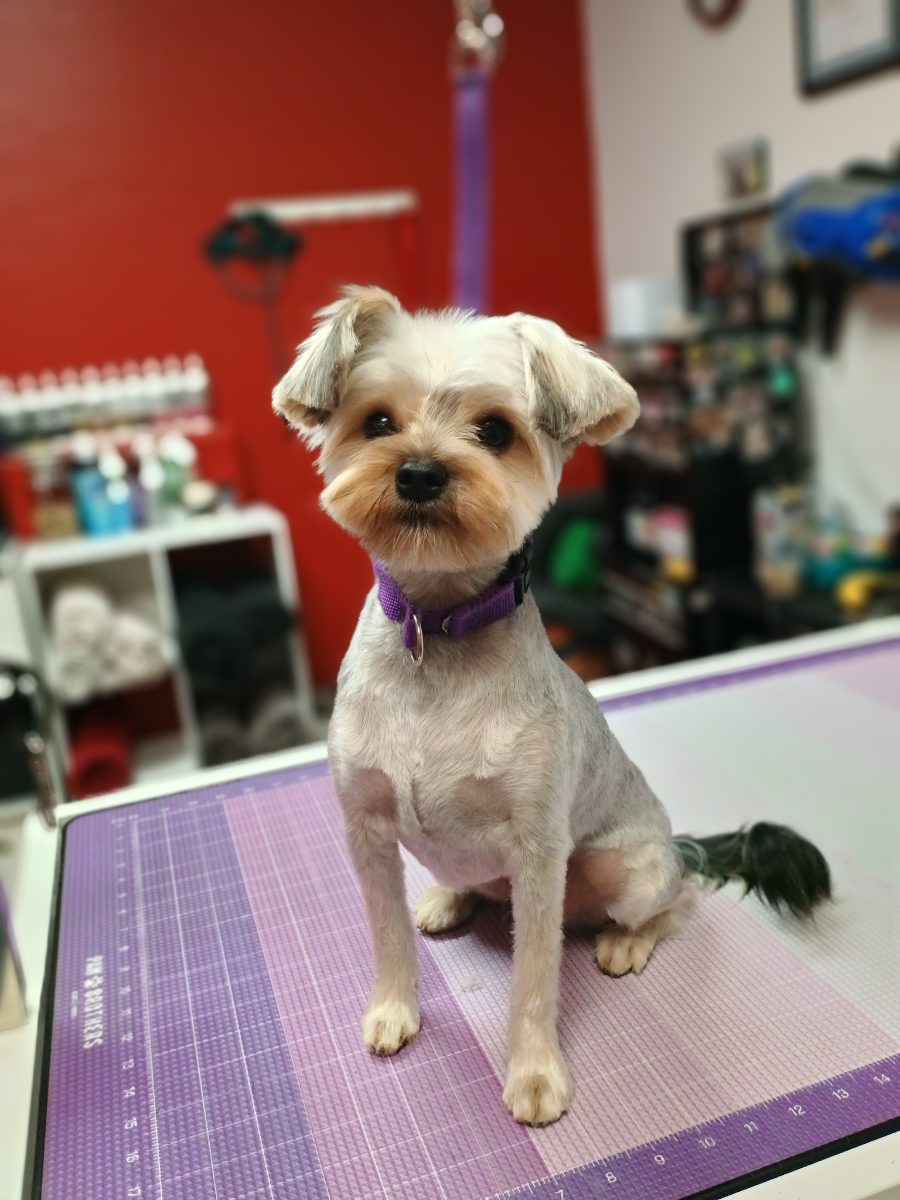 Bougie Dog Boutique