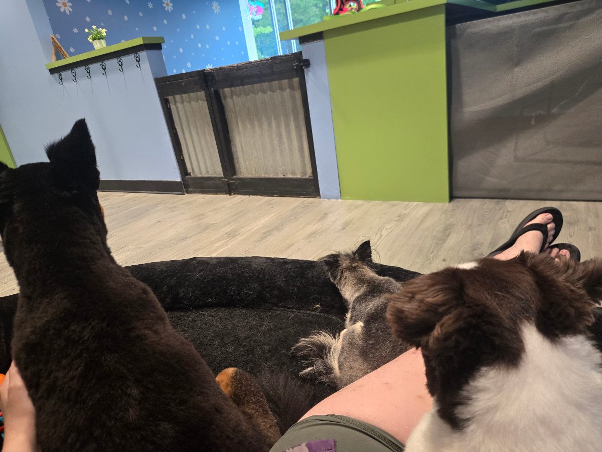PAWfection Salon